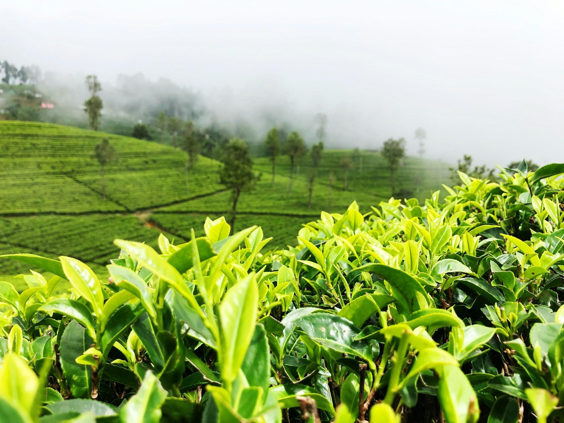 A panoramic view of a tea plantation in the mountains.
